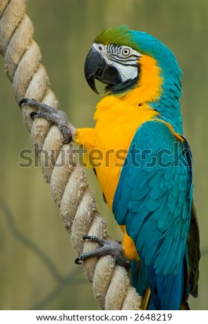 A beautiful Blue & Gold Macaw Hanging onto a rope