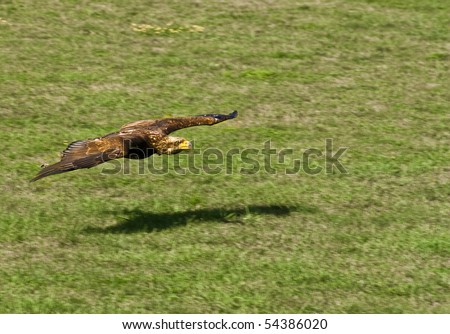 Hawk flying outside searching for food