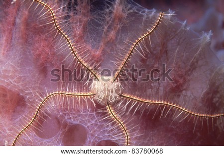 Caribbean Brittle Star close-up