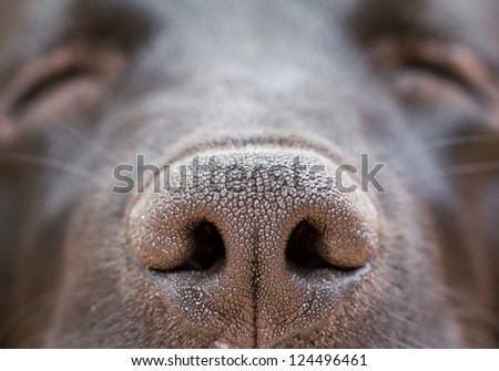 Dog Nose Of Labrador Retriever.