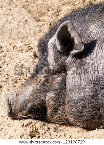 Black pot-bellied pig head closeup in dirt