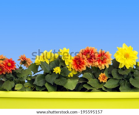Colorful flowers in yellow planter on blue sky