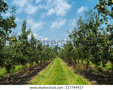 Pear orchard against cloudy blue sky