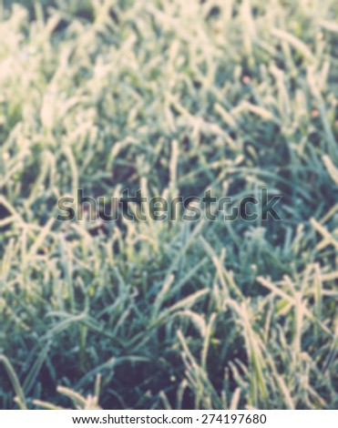 Blurred image of frozen grass in sunlight