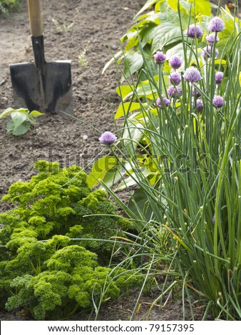 Parsley and Chives in vegetable garden with shovel
