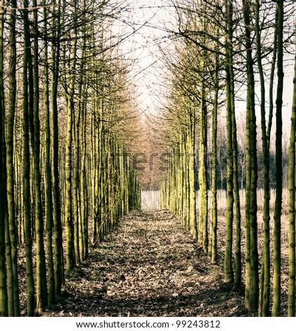Young tree path with vintage look