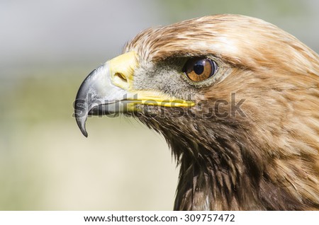 Golden eagle , the king of the Slovak mountains