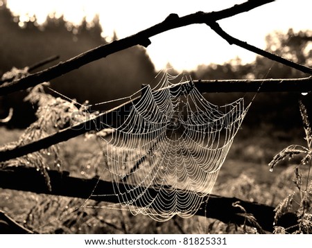 Spider web and break of day.