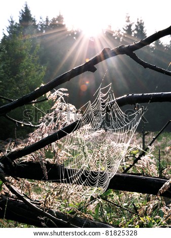 Spider web and break of day.