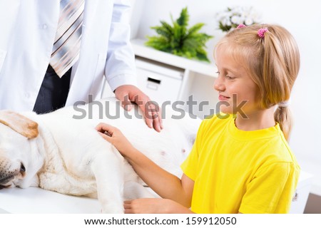 girl holds a dog in a veterinary clinic, veterinarian inspects a dog