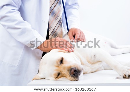 vet checks the health of a dog, that is on the table