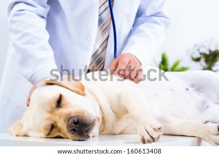 vet checks the health of a dog, that is on the table