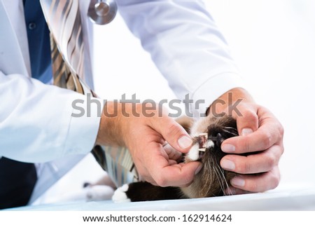 vet checks the health of a cat in a veterinary clinic