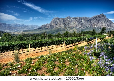 View across vineyards of the Stellenbosch district with the Simonsberg mountain in the background , Western Cape Province, South Africa.