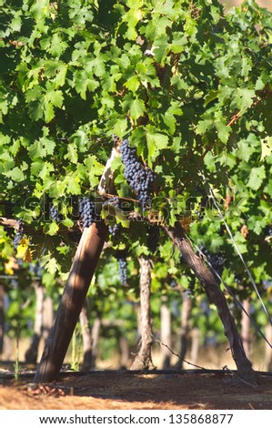 Red wine grapes on vine in Stellenbosch, Western Cape Province , South Africa