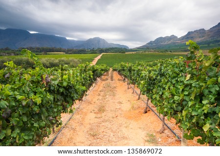 Vineyards in the Stellenbosch region of the Western Cape Province in South Africa