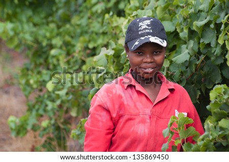 STELLENBOSCH,SOUTH AFRICA - FEB 15: Woman picks grapes on February 15, 2010 in Stellenbosch, South Africa.
