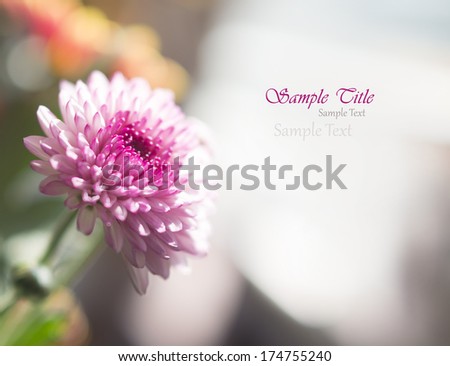 Pink Chrysanthemum with sample text