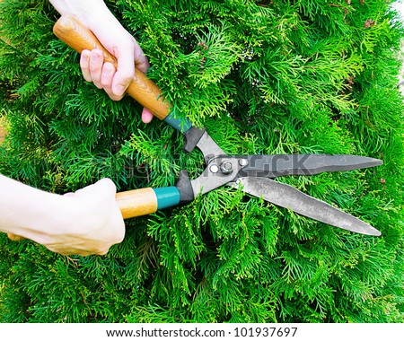 Hands with garden shears cut the green thuja.