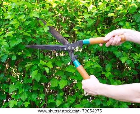 Hands are cut bush clippers