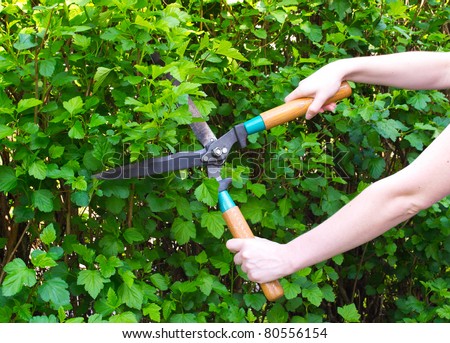 Hands are cut bush clippers