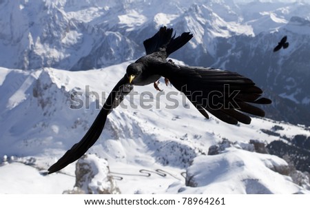 Bird over Dolomite mountains