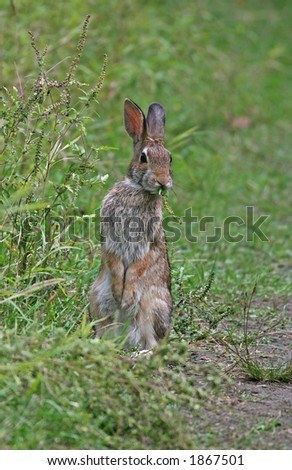 Standing up wild rabbit eating grass