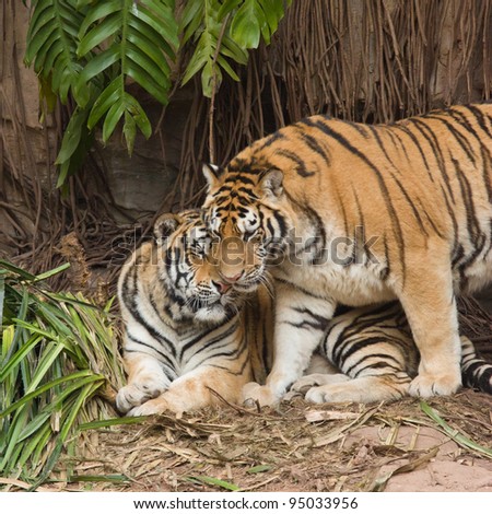 male and female tiger in a romantic pose , in love moment