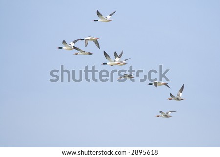 Merganser eclipse drakes and hens (type of diving duck)
