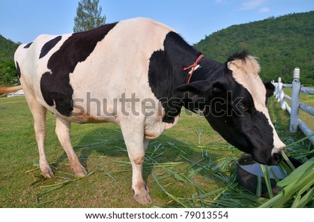 Cow eating food
