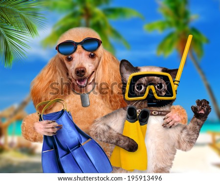 Dog with cat diver.