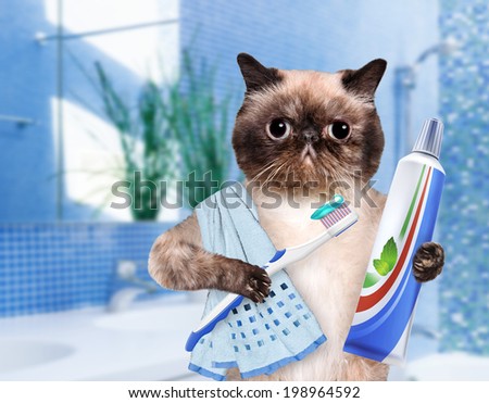 Brushing teeth cat.