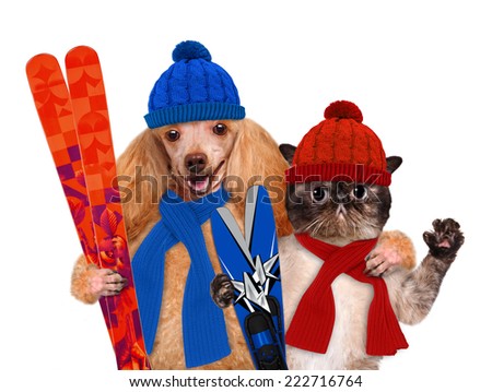Dog with a cat with skis