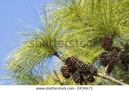 Long leaf pine needles and clusters of pine cones against blue sky background