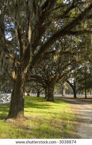 Vertical view of country road under spanish moss hanging from large trees surround by white fence