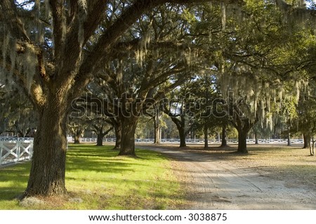 Country road under spanish moss hanging from large trees surrounded by white fence