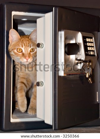 Safe with door ajar and orange tabby cat stepping out