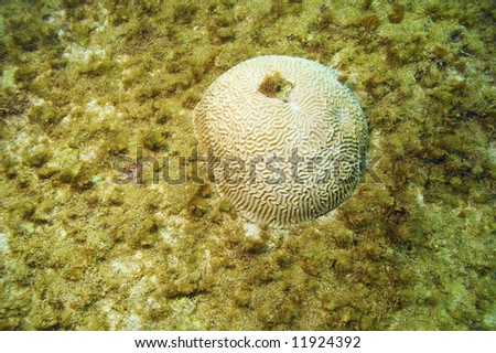 mound of brain coral in sandy area in caribbean sea near grand cayman