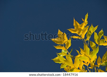 brilliant yellow autumn ash leaves with deep blue sky background and copyspace
