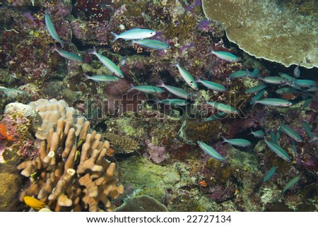 school of yellow-striped blue fish and variety of coral of great barrier reef, australia