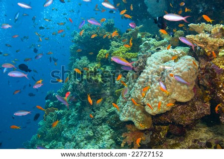 of great barrier reef,