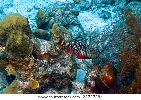 single initial stage stoplight parrotfish and variety of coral
