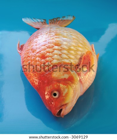 a full-bodied gold carp sold as food at a fish market on a blue reflective surface