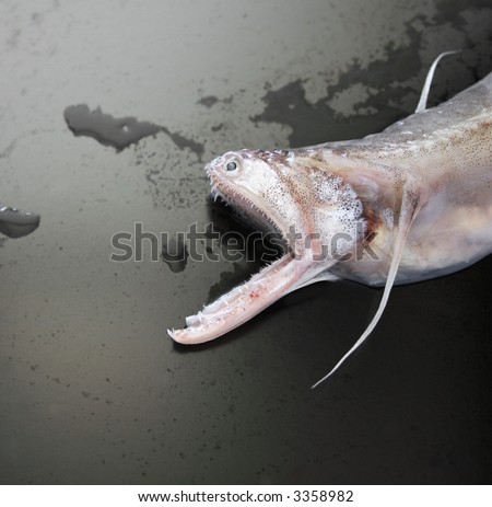 a fish with an mouth full of very sharp teeth and an elongated lower jaw on a partially wet matte black background
