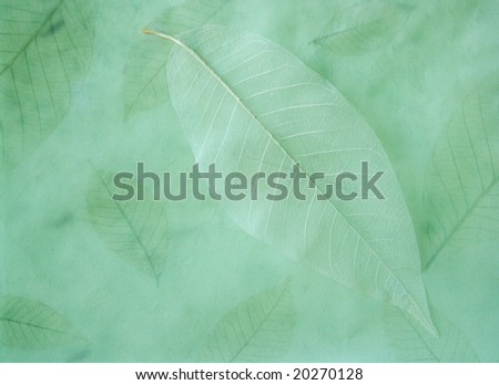 a skeletonized leaf on a paper leaves background
