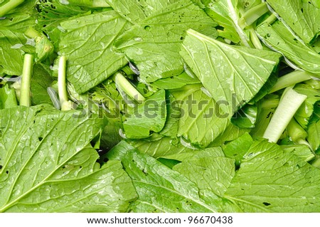 Chinese cabbage washing for food preparation