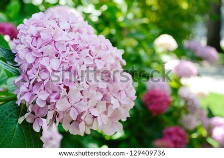 Shrub of Hydrangea is photographed at the moment of blooming in the summer park. Focus is on the front large rounded flower head.