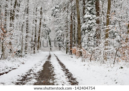 Winter park is lightly covered with wet snow. A road is photographed with diminishing perspective.
