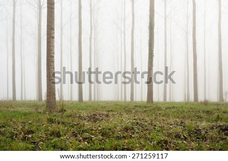 Many straight bare trees make an aperture in the artificial forest covered with mist. Selective focus is on the grassy ground.