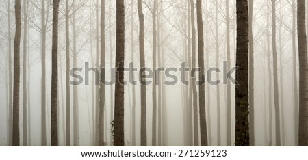 Many straight bare trees are covered with the mist in the winter artificial forest.